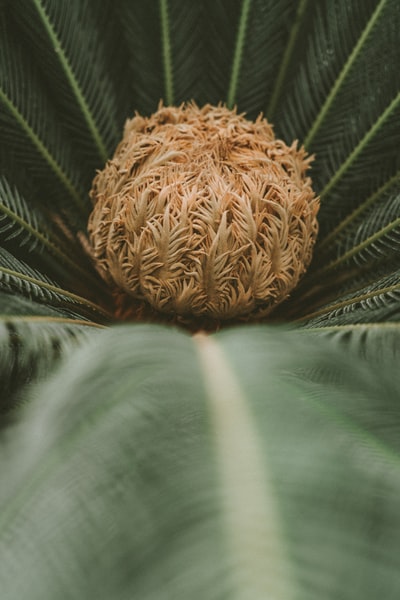 近景摄影中的棕绿色植物